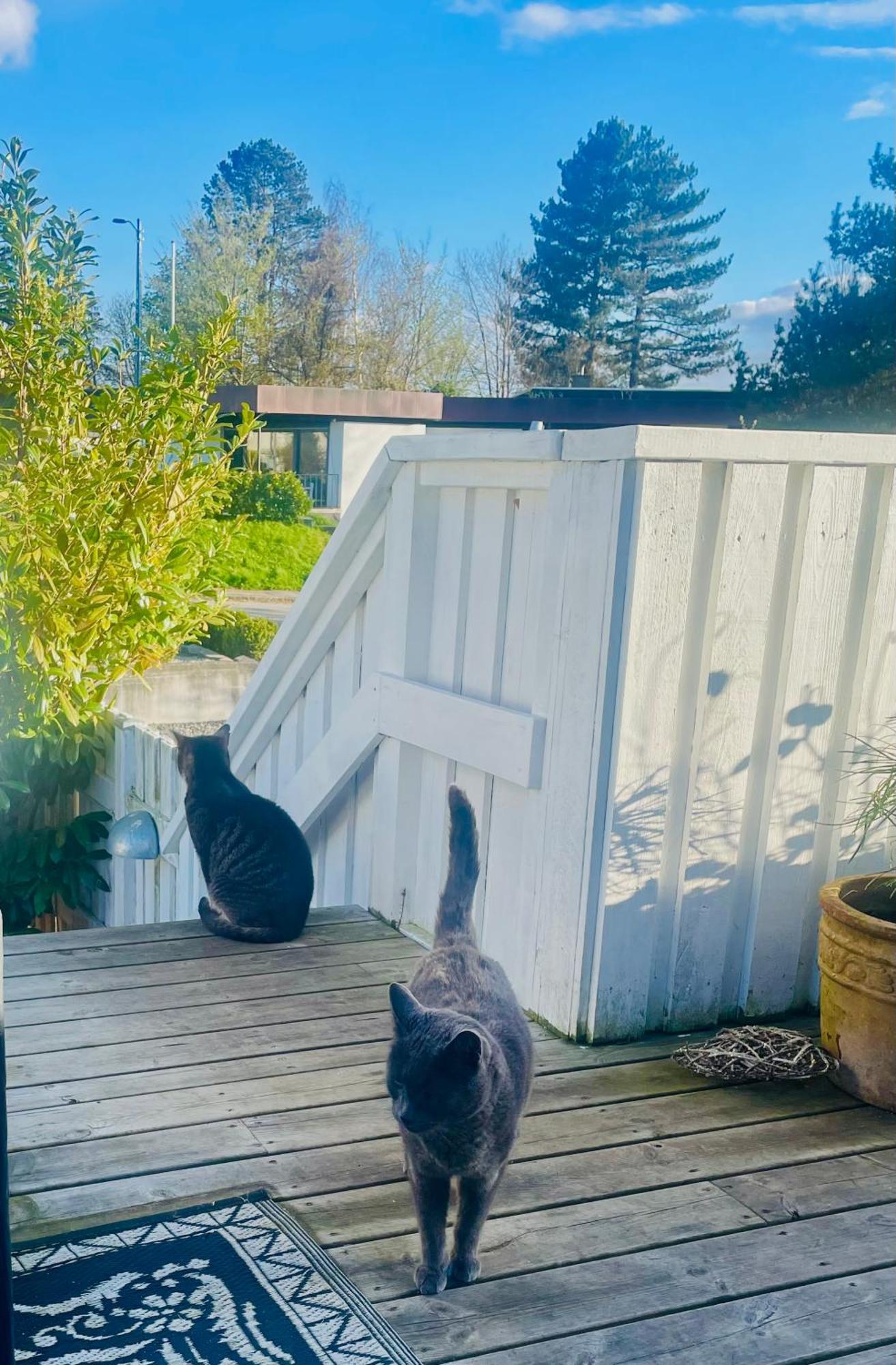 Cool Familyhome Close To The Beach W Two Cuddly Cats Espergærde المظهر الخارجي الصورة