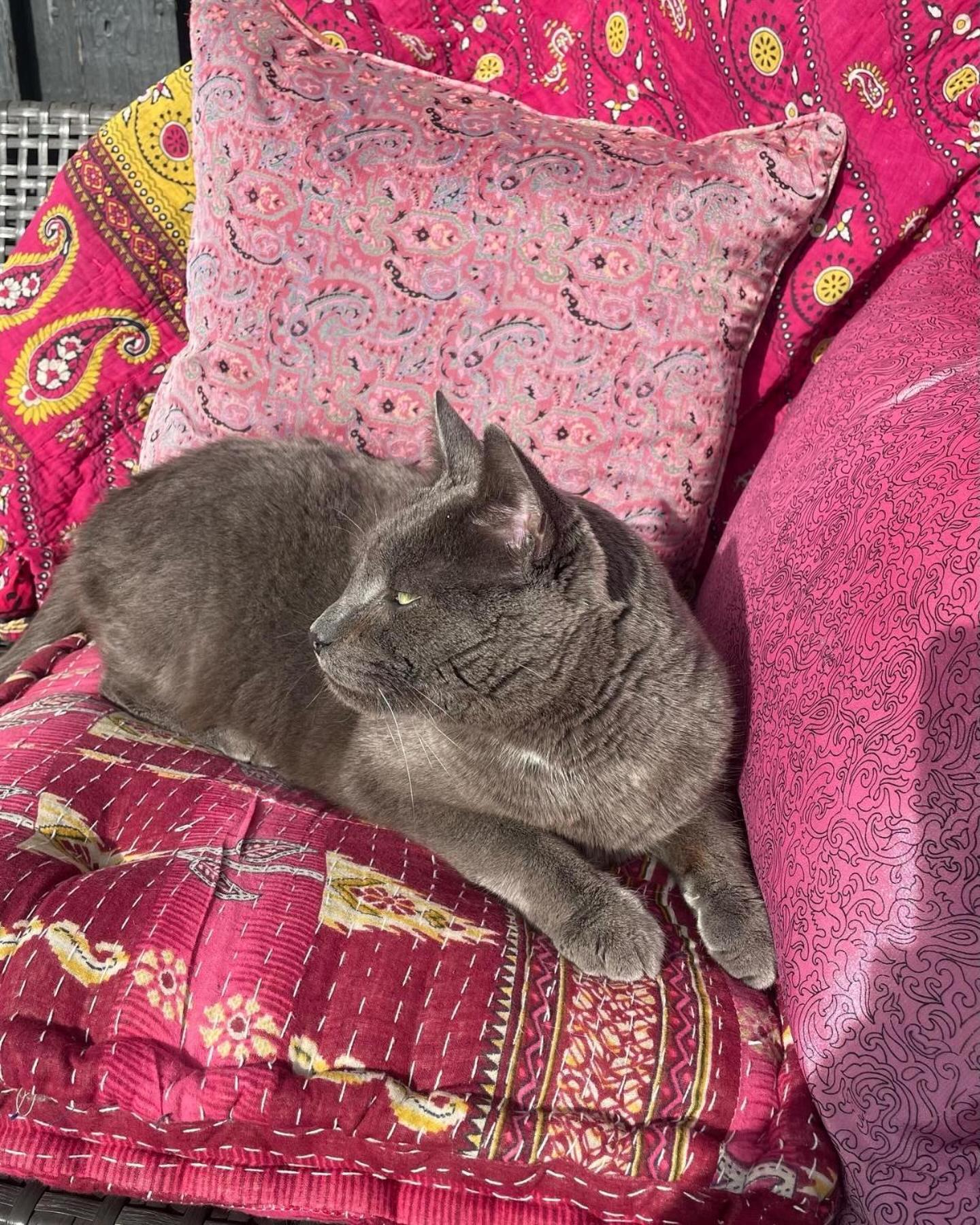 Cool Familyhome Close To The Beach W Two Cuddly Cats Espergærde المظهر الخارجي الصورة